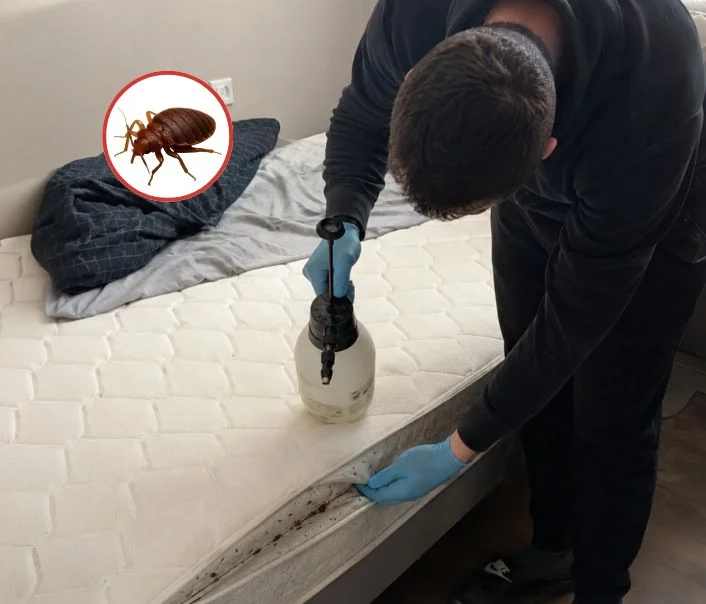 Technicien traitant un matelas contre les punaises de lit à Breuil-Bois-Robert